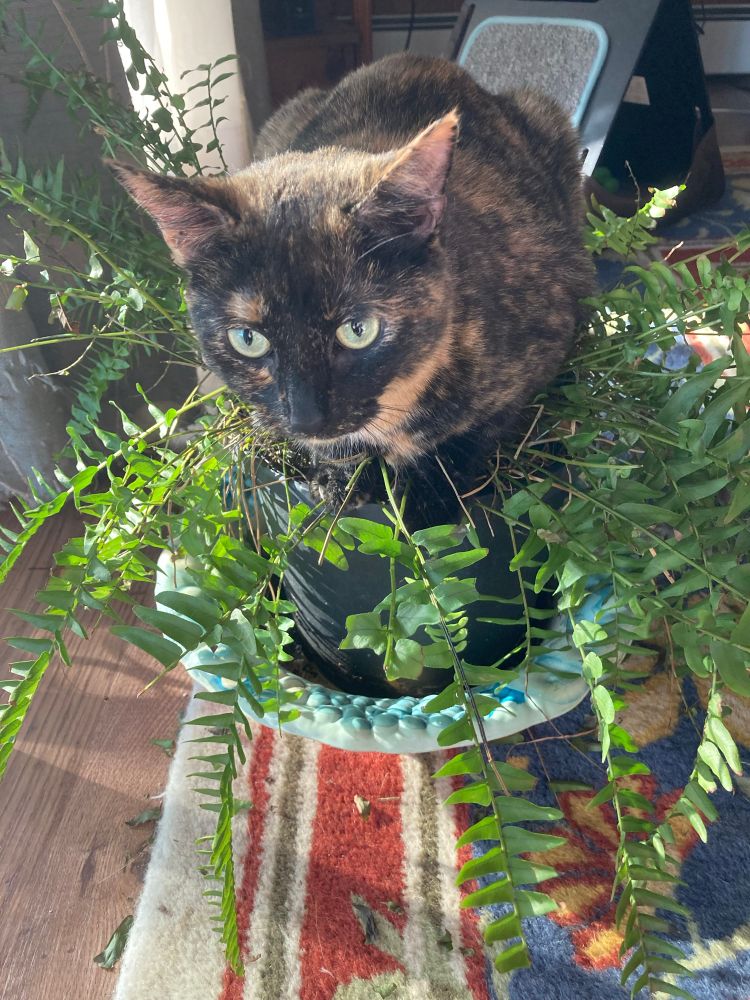 A small tortie cat is sitting in a potted fern 