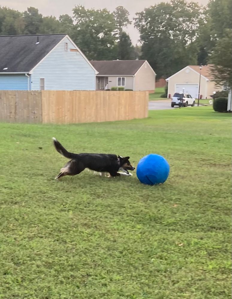 A tri color Australian shepherd herds a large blue ball around a field 