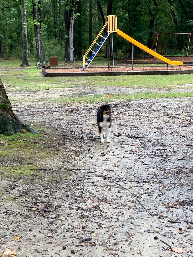 A tri color Australian shepherd is standing in the muddy playground entrance 