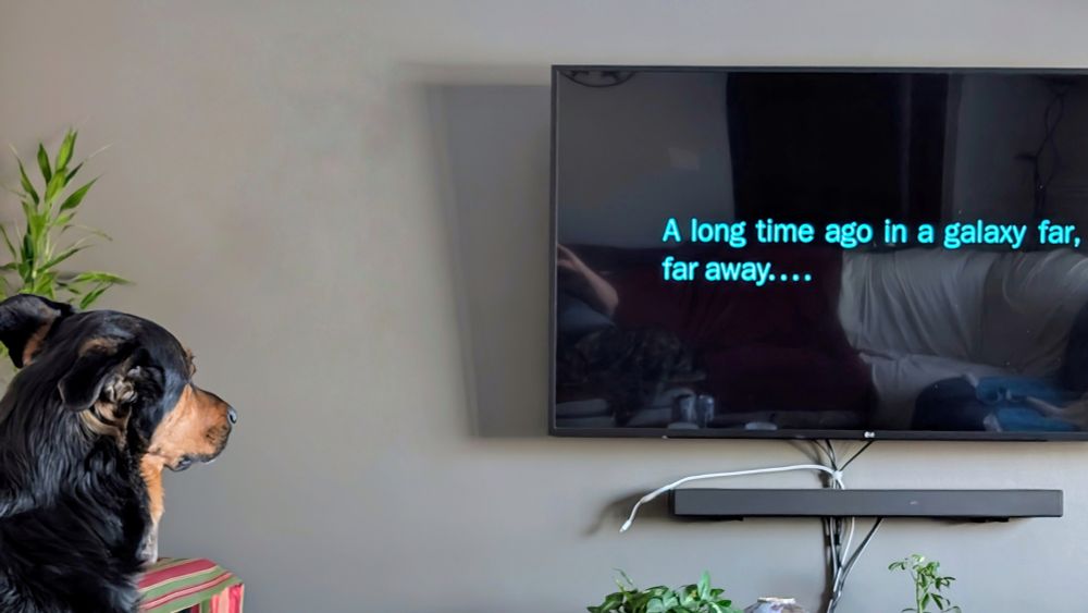 A rottie shepherd cross was captivated by the opening Star Wars music with the TV saying "a long time ago in a galaxy far, far away....she hopes the Dark Side has cookies