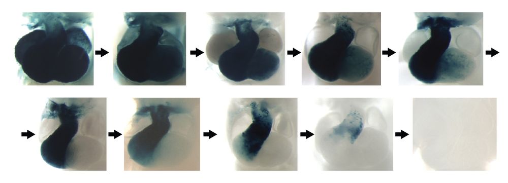 Two rows of mouse embryo heart close-up images showing a series of changes in LacZ reporter staining with progressively reduced activity due to stepwise mutations, with expression first disappearing in left atrium, the right atrium, then left ventricle, then right ventricle, and finally in the outflow tract.