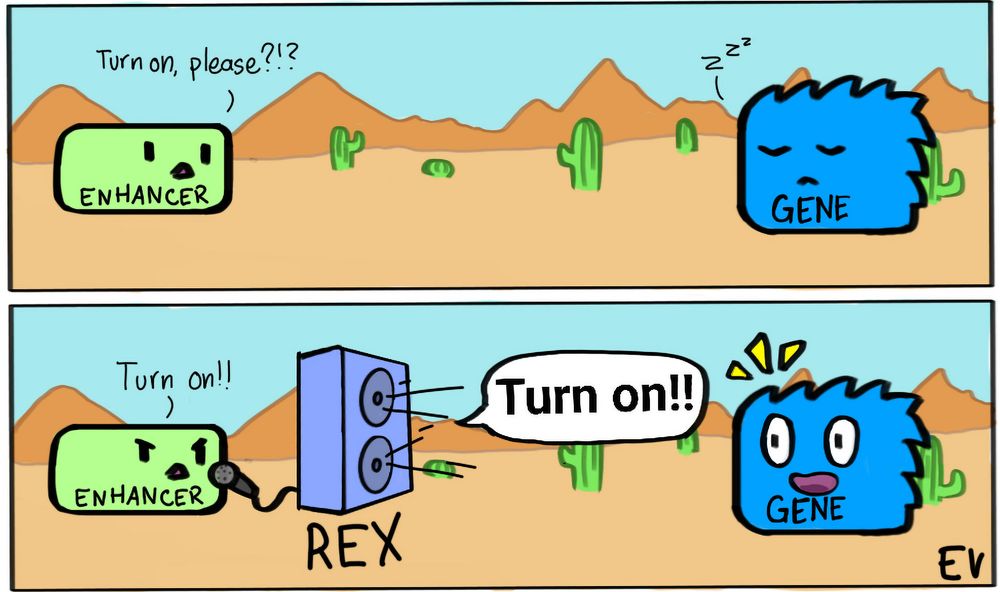 Two-panel cartoon set in a desert with mountains and cacti. Top panel: A green box labeled “ENHANCER” stands on the left, shouting weakly “Turn on, please?!?” toward a distant blue spiky blob labeled “GENE” on the right, who is asleep with a “Zzz.” Bottom panel: The enhancer now uses a microphone connected to a large purple speaker labeled “REX,” which amplifies the message “Turn on!!” in a bold speech bubble across the desert. The gene is now awake and alert with wide eyes and a happy expression. Image credit: Emma Visel