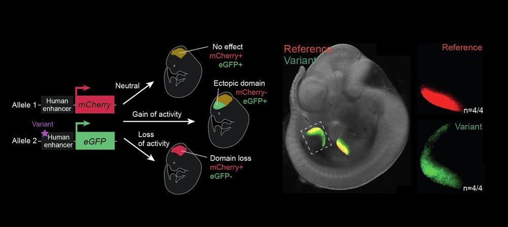 The image depicts the dual-enSERT reporter transgenic system used to assess the functional impact of human enhancer variants during development. In a cartoon on the left side, a reference enhancer drives mCherry expression (red), and a variant enhancer drives eGFP expression (green). Possible observed outcomes include neutral effects, gain of activity, and loss of activity. The right side features a representative embryo image showing spatial activity patterns of the reference and variant of a limb enhancer, highlighting functional differences. Image modified from Hollingsworth et al., 2025, https://doi.org/10.1038/s41467-024-55500-7