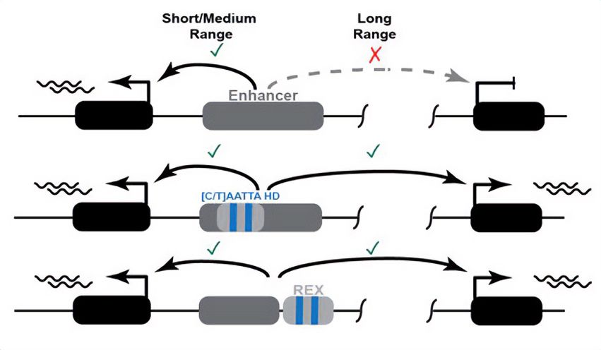 Schematic overview of the proposed mode of action of the newly discovered REX element. Top: An enhancer can activate a gene at a short distance, but not at at long range. Middle: Presence of (C/T)AATTA motifs within an enhancer enable it to act over long distances. Bottom: Coupling a short-range enhancer to the REX element containing the same motifs turns it into a long-range enhancer.