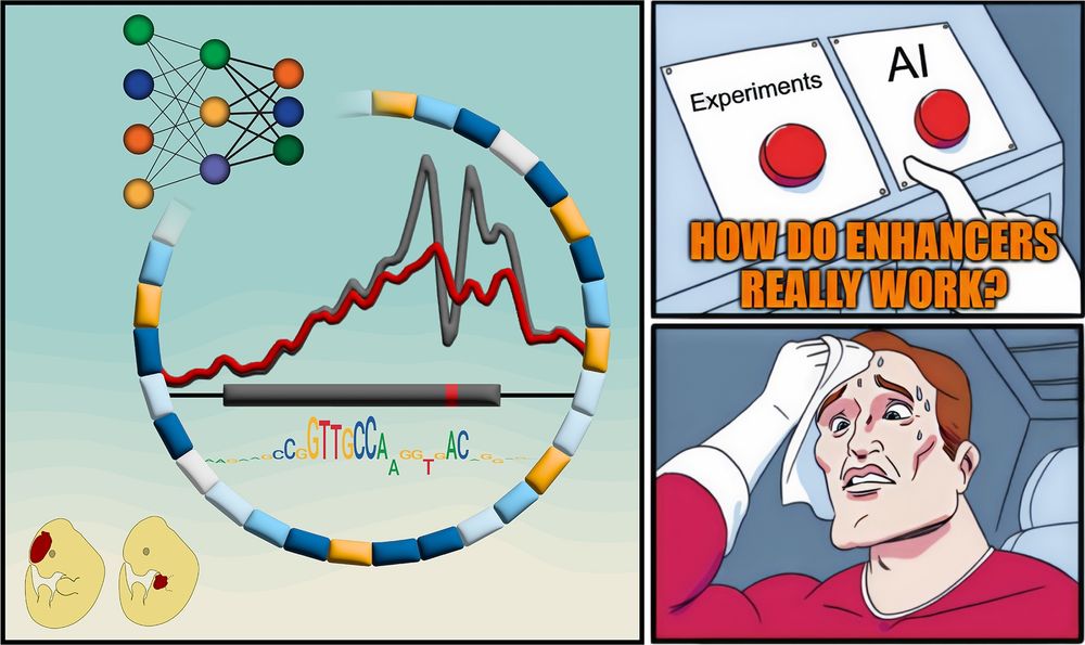 A meme-style comic panel with three parts. Left: A stylized enhancer with a mutation, surrounded by colored blocks representing functional motifs, a neural network diagram, chromatin accessibility signal traces, and a sequence motif. Two cartoon mouse embryos below show different LacZ reporter activity patterns. Top right: A hand hovers anxiously between two red buttons labeled “Experiments” and “AI,” with the caption “HOW DO ENHANCERS REALLY WORK?” Bottom right: A sweating superhero wipes his forehead, looking stressed about the difficult choice.