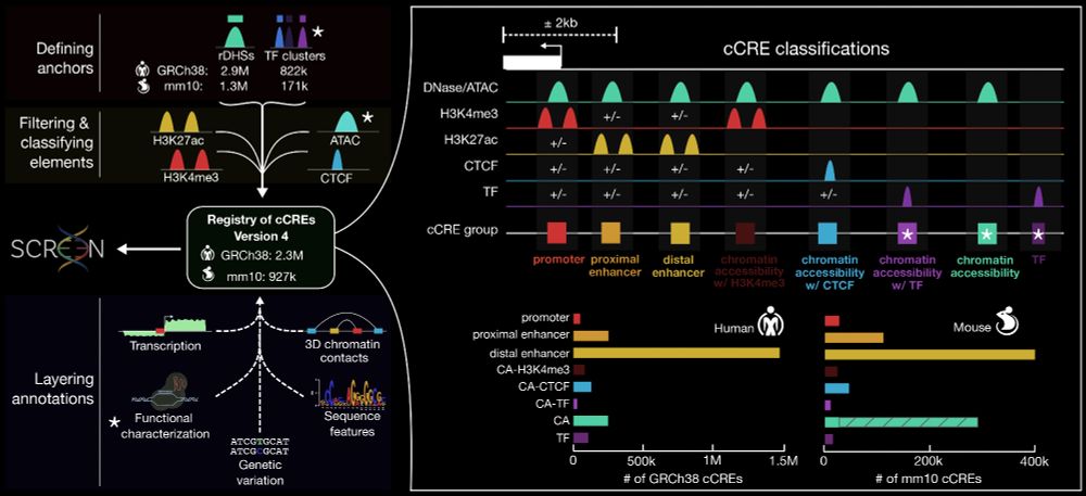 Schematic overview of the ENCODE 4 project's framework for identifying and classifying candidate cis-regulatory elements (cCREs). The process begins by defining regulatory anchors, such as DNase hypersensitive sites (rDHSs) and transcription factor (TF) clusters, which are filtered and classified using histone marks and other features. Elements are classified into functional categories, including promoters, proximal and distal enhancers, and CTCF-bound sites. The resulting registry includes millions of cCREs for human (GRCh38) and mouse (mm10), depicted alongside their classifications. Additional annotations, such as transcription activity, chromatin structure, genetic variation, and sequence motifs, are integrated for functional characterization. Image modified from https://www.biorxiv.org/content/10.1101/2024.12.26.629296v1.full