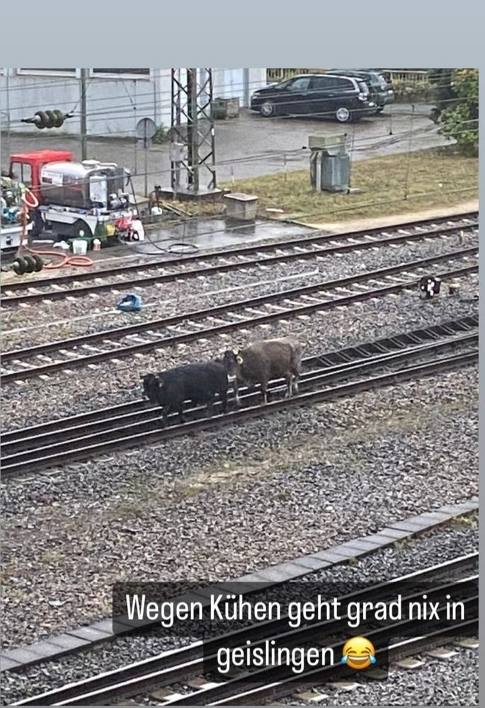 Zwei Kühe, eine schwarze und eine braune laufen im Gleis herum.