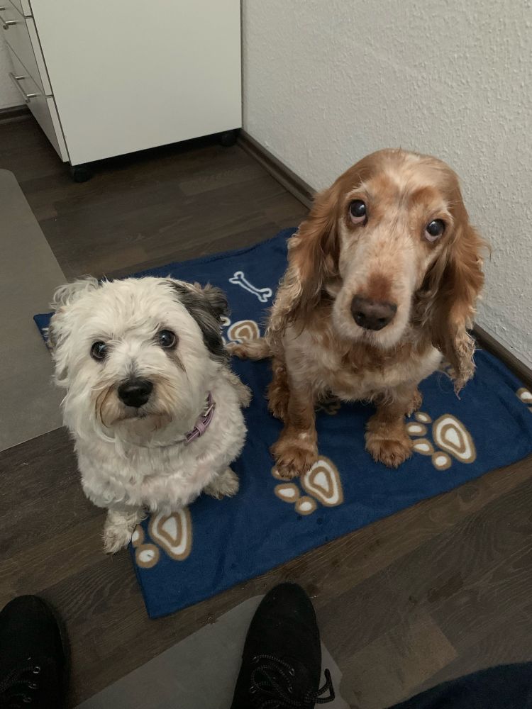 A white small dog sitting next to a red and white English Cocker Spaniel on a blue blanket with a pawprint.