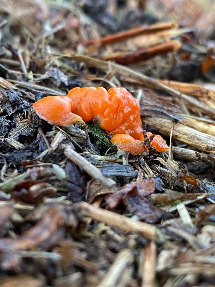 Worm’s-eye view of a super bright orange globby fungus emerging from mulch.