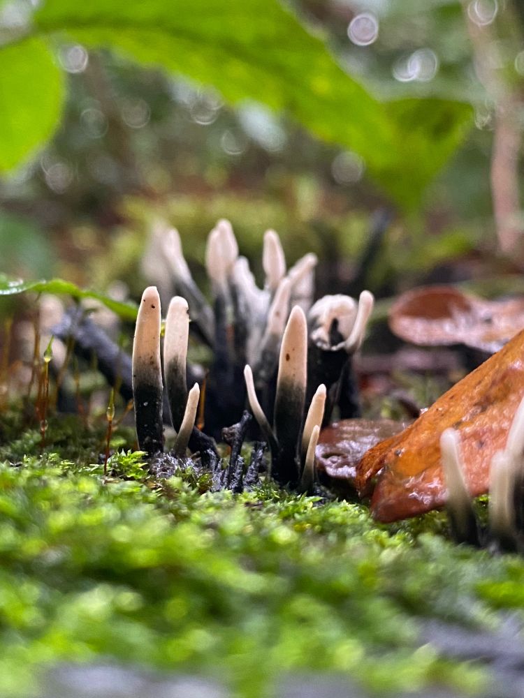 Black sticks of Candle Snuff fungus which whitens at the tips, surrounded by blurry green moss in the foreground and fallen, brown Autumn leaves.