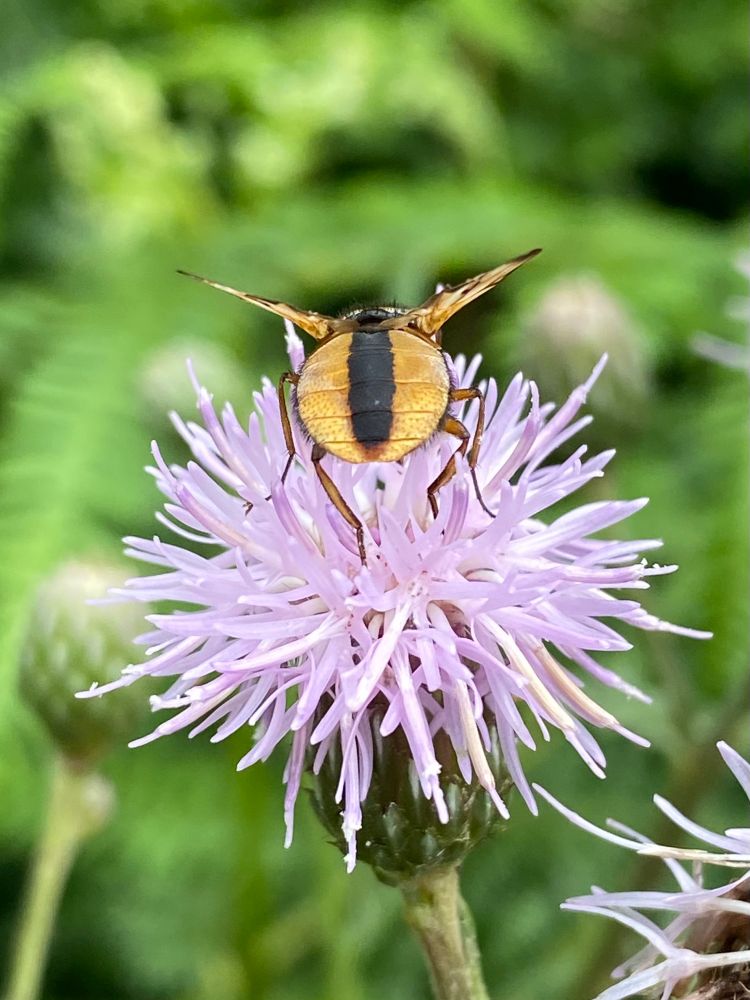 Close-up view of the back of a fly sitting on a pink-white thistle.