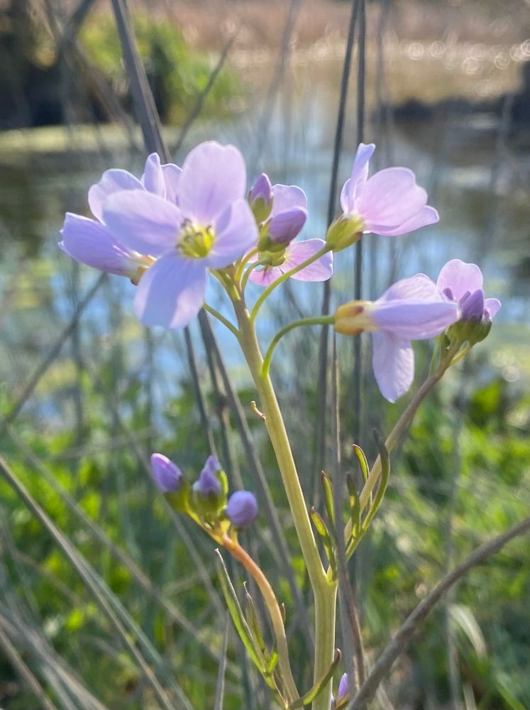A plant with pink flowers and green stem growing at the edge of a pond.