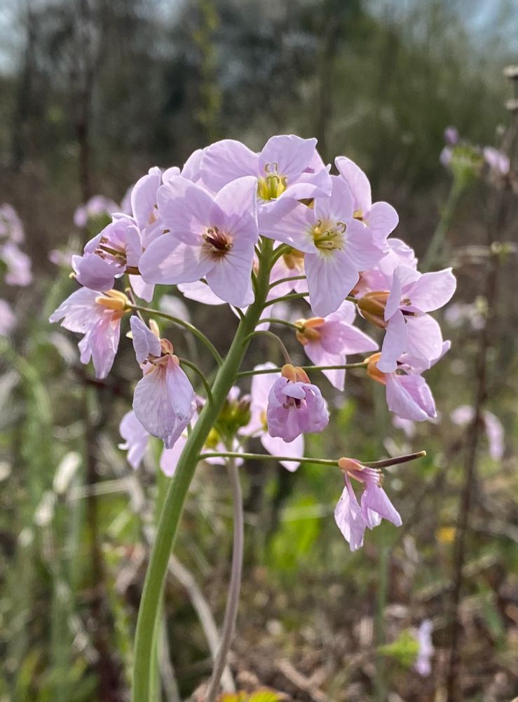 A plant with green stem and pale pink flowers growing in rough ground with woodland behind.