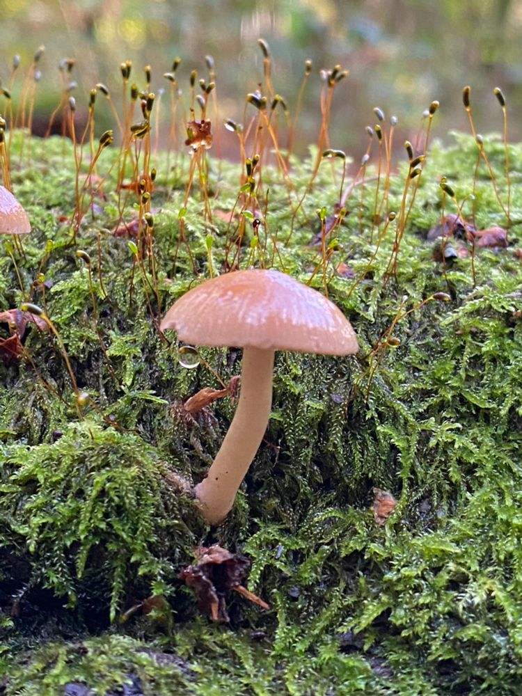 A small mushroom (almost in focus) grows from a fallen branch covered in green moss (which is in focus, yay).