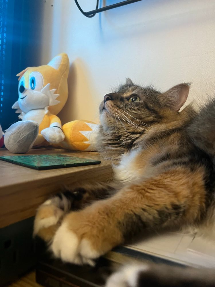 Maya the domestic long hair feline tabby cat laying on a tan desk and using it to prop herself up as she looks at the screen. The gaming PC is glowing blue with a miles tails prower plushie from Sonic the hedgehog beside her. The drink coaster is made from old motherboard parts.