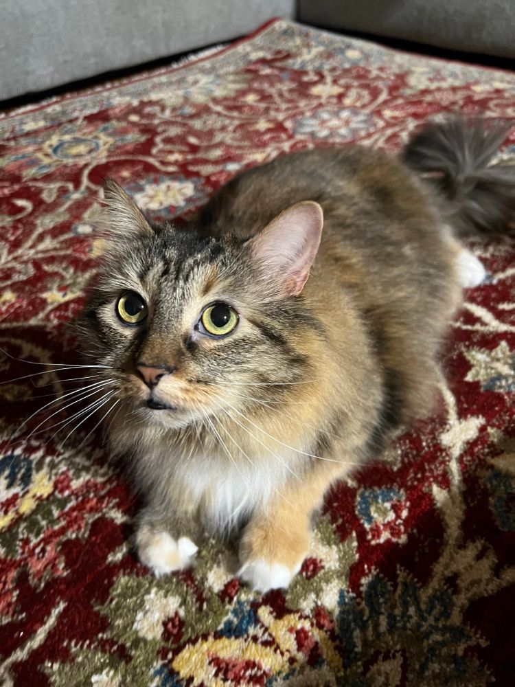 Maya the domestic long hair feline tabby cat checking out a red, blue, green, and yellow floral plush carpet.