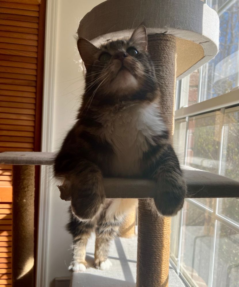Vector the domestic long hair feline tabby cat laying awkwardly on a cat tower with his back feet stretched out behind him on the base below him. His front paws are curved on the upper board while he is looking up. He is a funny boi sometimes.