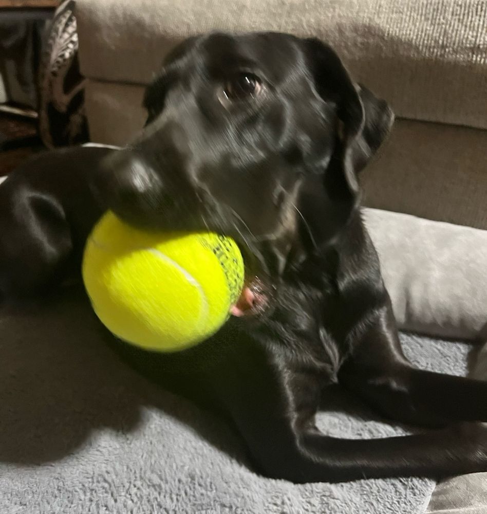 Rena trying to chew on a giant tennis ball. The picture is super blurry, but she was excited and kept tossing it around. 10/10 would recommend.