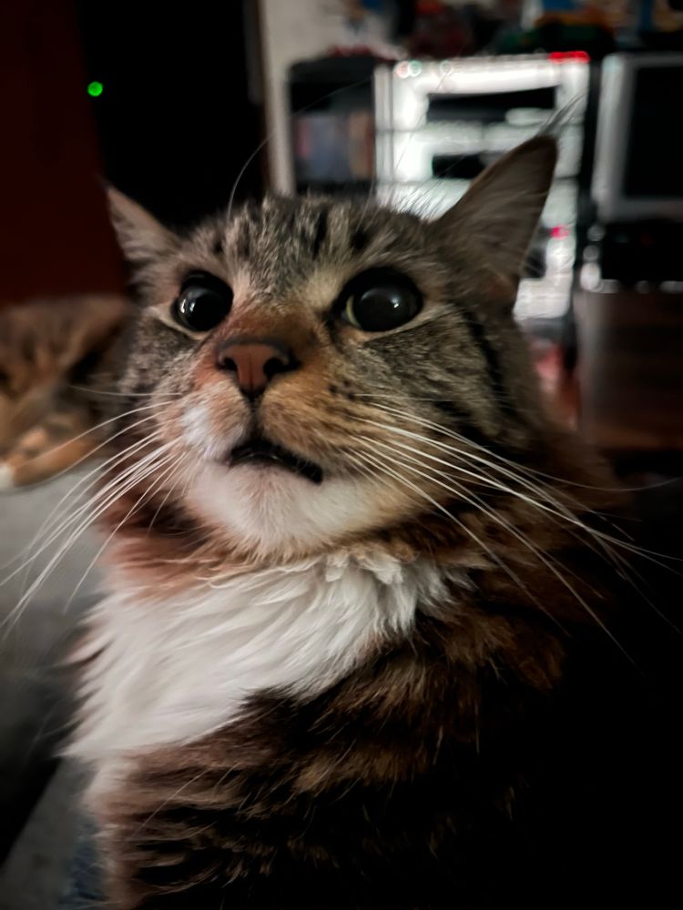 Vector the domestic long hair feline tabby cat looking back at the camera looking a bit concerned with an ominous floating green dot in the background that I realized was my camera picking up the time clock on the microwave. Vector’s wide eyes and mouth slightly agape is kind of funny looking and fitting as if he was scared of the glowing circle.