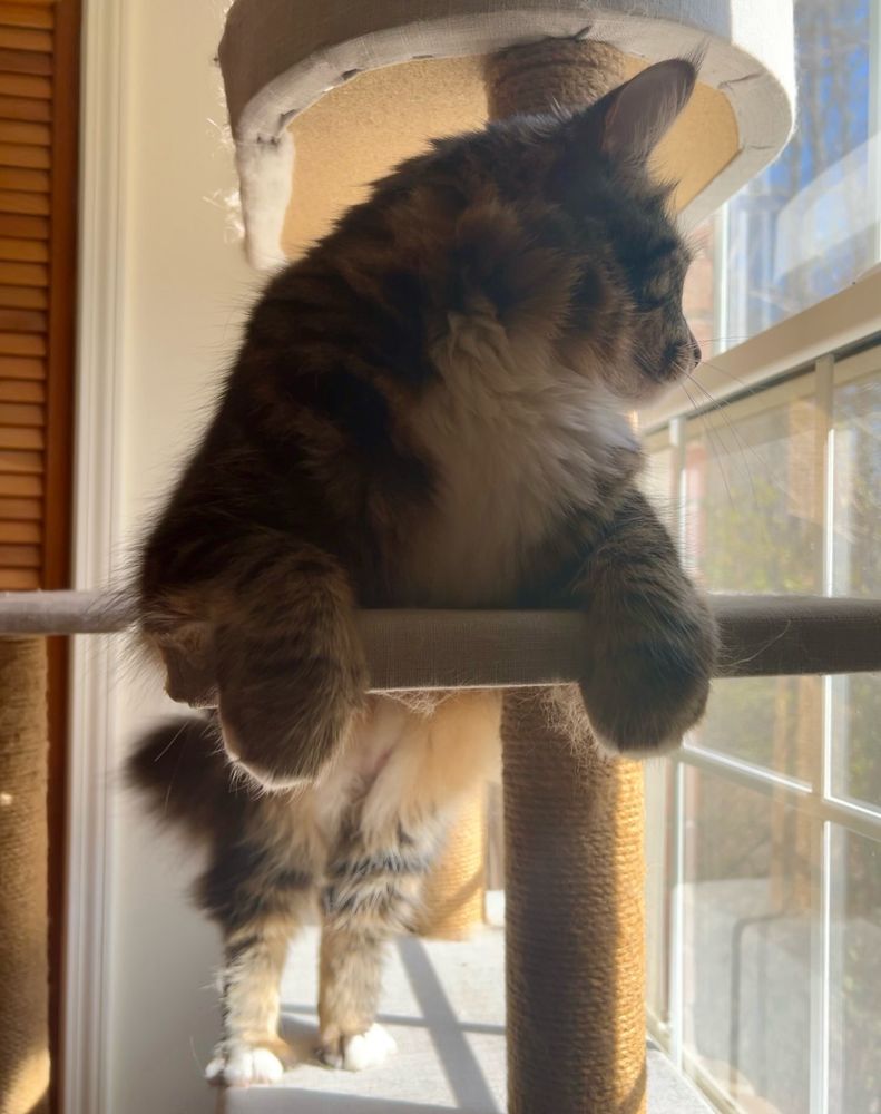 Vector looking out the sunny window while in low lighting. 