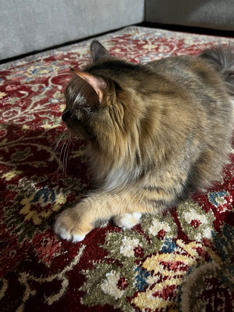 Maya looking off to the side while pawing her approval of the carpet. It has passed the test. 