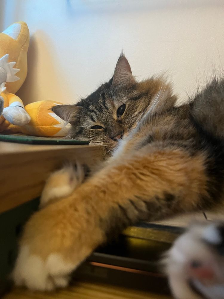 Maya pawing at the camera. You can see a blurry toe bean at the corner. She is adorable in this picture, and if I could upload the Live Photo, you would have seen her pawing at the corner of the old laptop she is laying on.