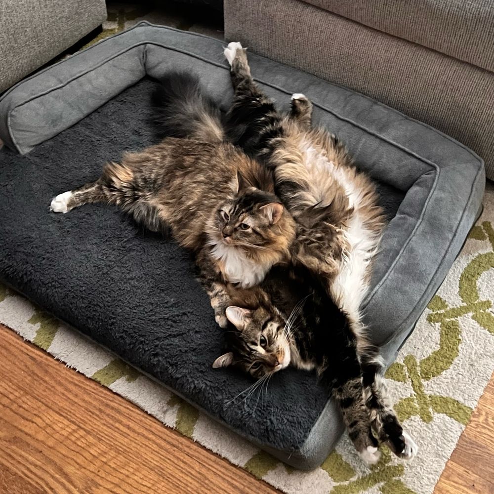 Maya and Vector the domestic long hair feline tabby cats laying on a gray dog bed together. Vector is stretched out sideways while Maya is laying against his back. They’re both adorable as always. 