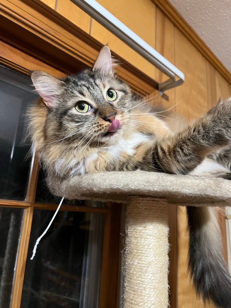 Maya the domestic long hair feline kitty laying on top of a cat tower and licking her lips with a paw stretched out relaxed. 
