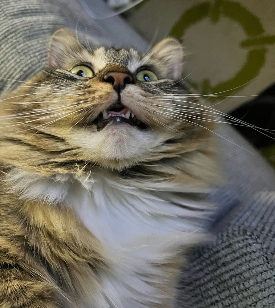 Maya the domestic long hair feline cat laying on her back on a gray couch and looking up at an odd angle and making a funny face with her eyes wide and mouth partially open. Her little bottom fangs are showing with tongue slightly sticking out. She has lost connection to Bluetooth. 
