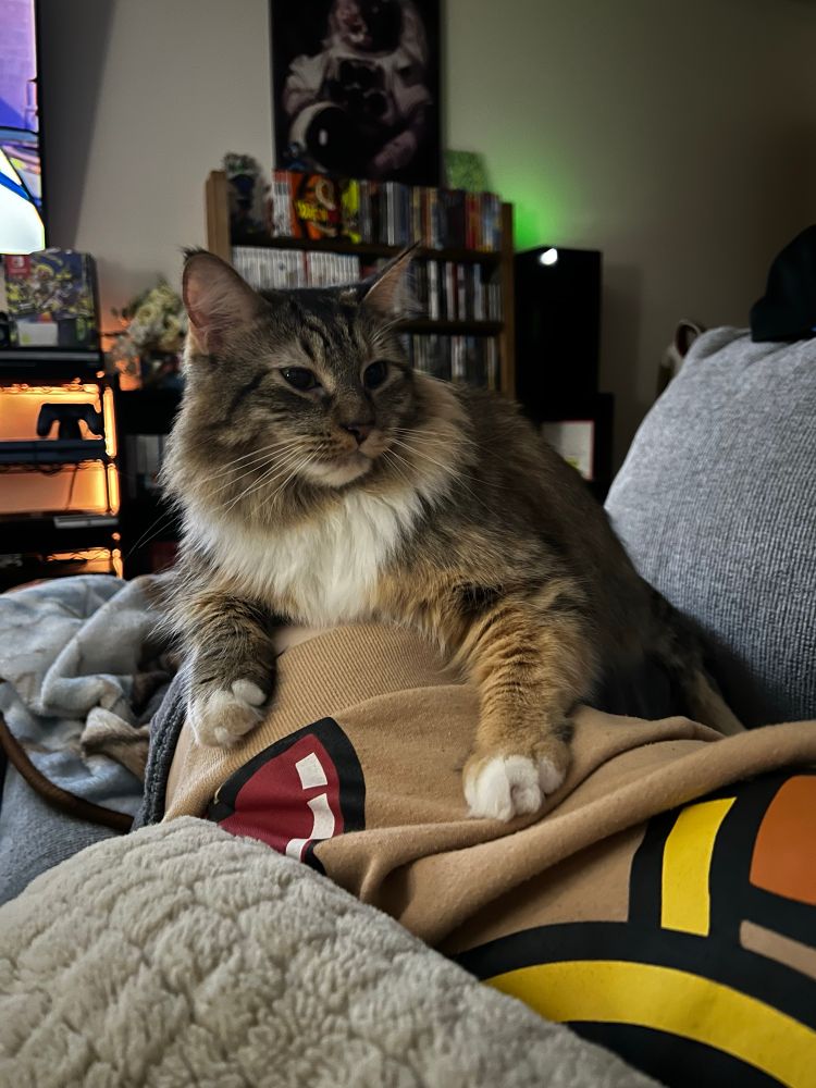 Maya the domestic long hair feline tabby cat laying on a person wearing a Pac-Man hoodie while laying on a gray couch. In the background you can see our old video game shelf and a picture of an astronaut cat. 