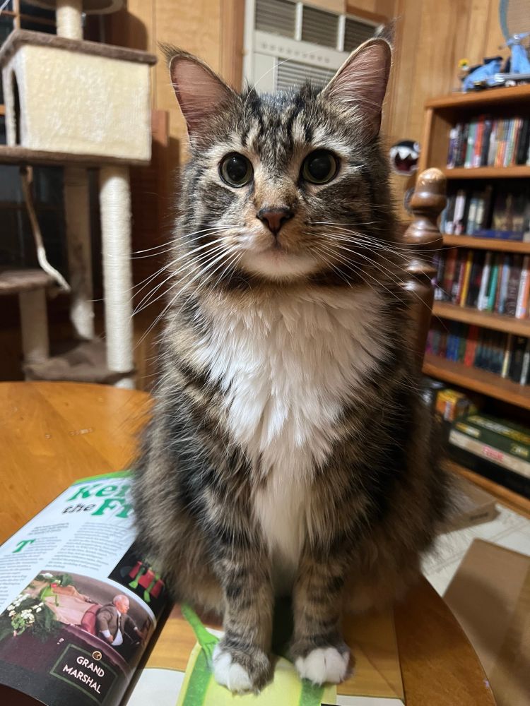 Vector the domestic long hair feline tabby cat sitting on a magazine with a picture of Kermit the frog from the muppets on it. There is a bookshelf on the table that shows a chain chomp lamp and a Lego blue scooter. 