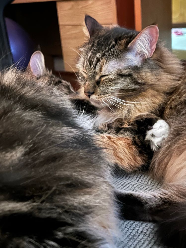 Maya and Vector the domestic long hair feline tabby cats curled up together on the couch taking a nap. Their paws are intertwined sweetly. Maya wasn’t actually fully asleep yet, and kept waking back up to lick his fur.