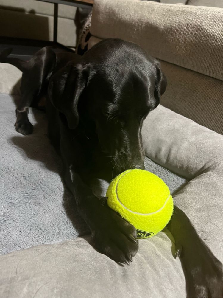 Rena the black Labrador retriever mix breed dog sniffing on a giant tractor supply tennis ball