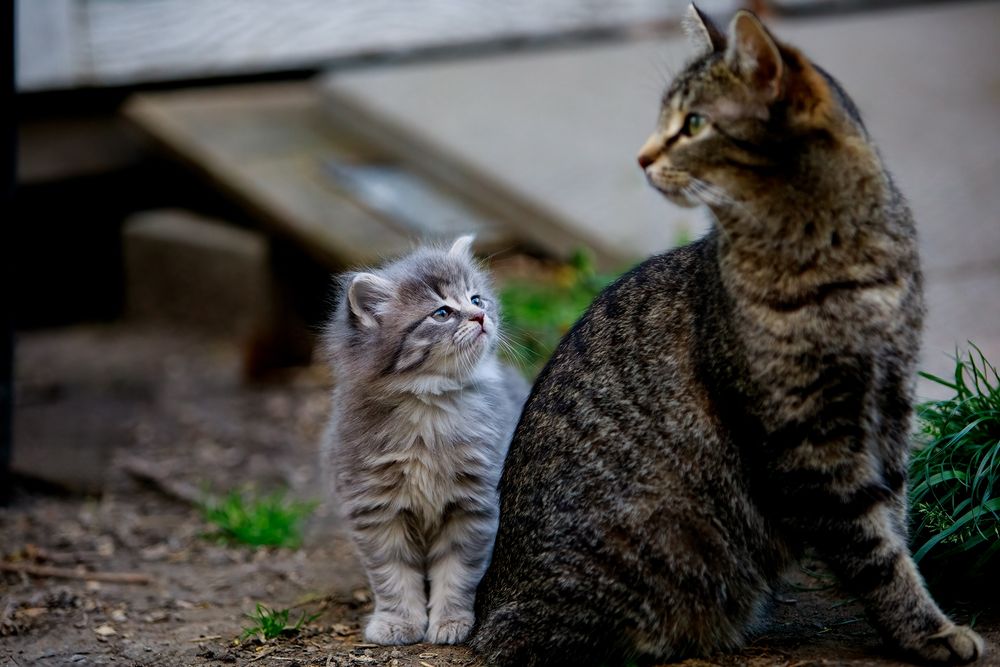 Luna the kitten gazes at momma Mina.