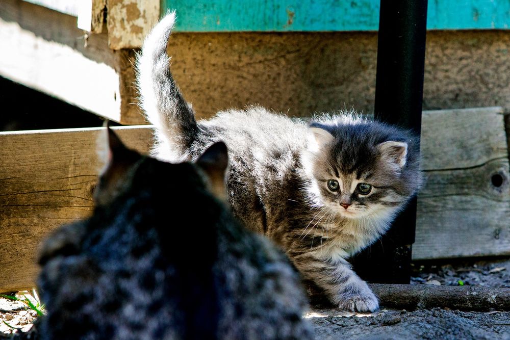 Luna the kitten sizing up her momma Mina. 