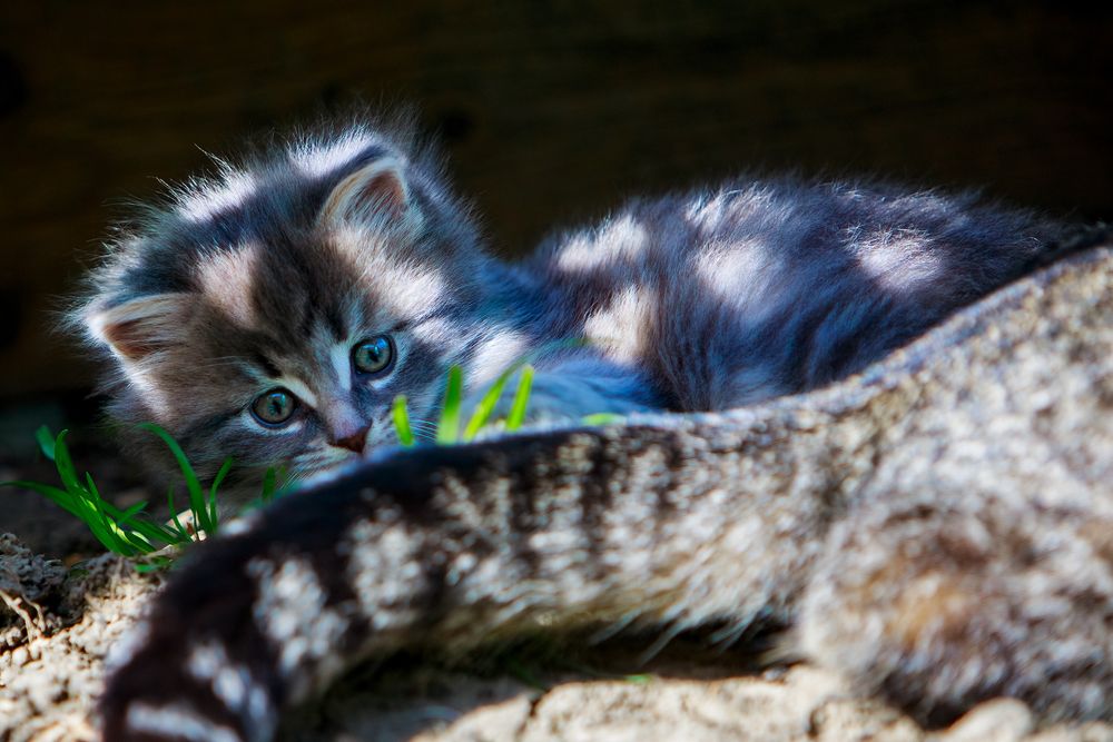 Luna the kitten ready to pounce on momma Mina's tail.