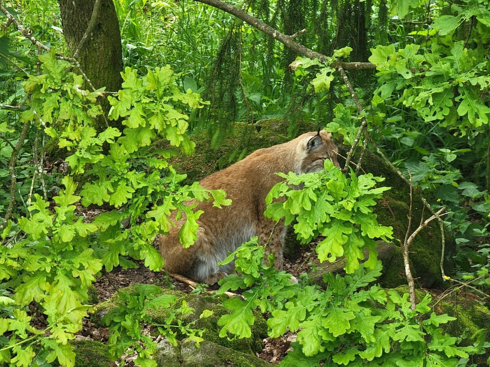 Side shot of the lynx