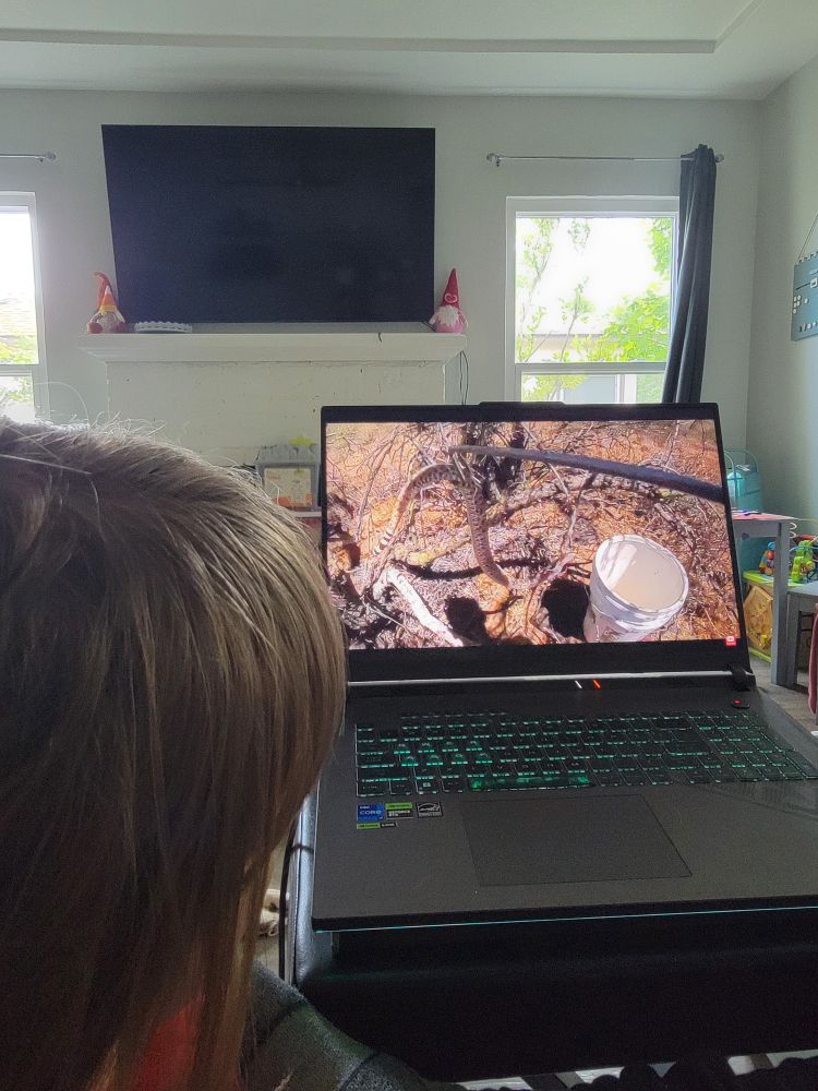 The backside of a child looking at a computer screen that shows a video of a snake.