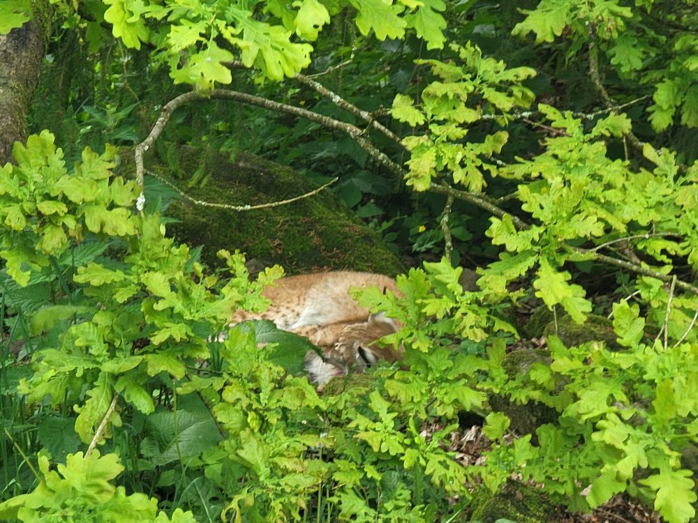 A lynx sleeping among some oak leaves