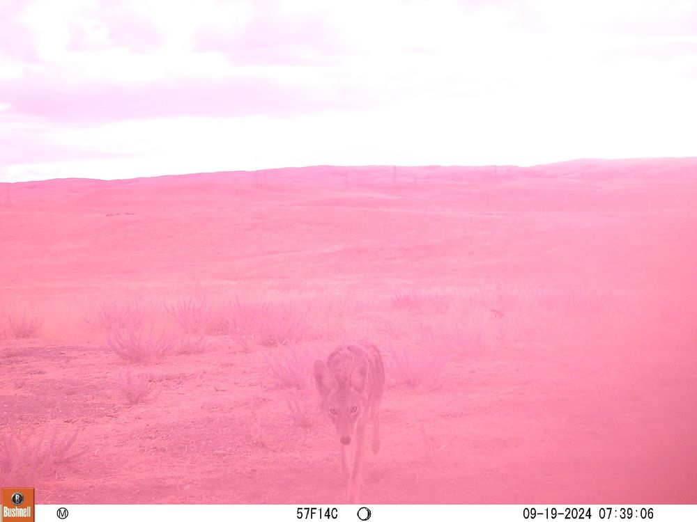 A capture of a coyote walking towards the camera with the Carrizo in the background. The entire image is tinted pink due to a malfunction