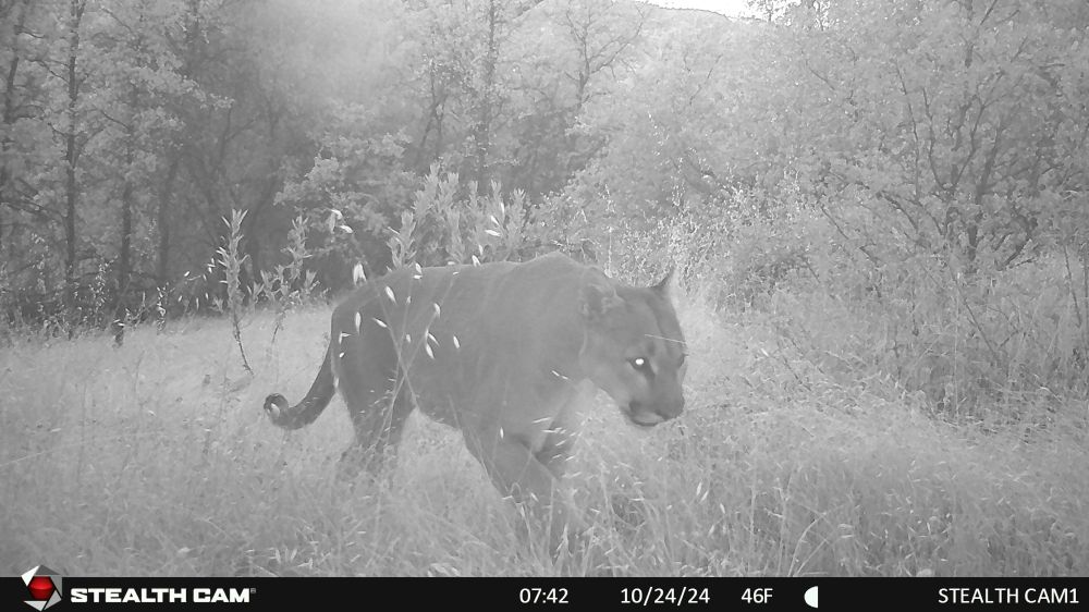 A grayscale image of a mountain lion