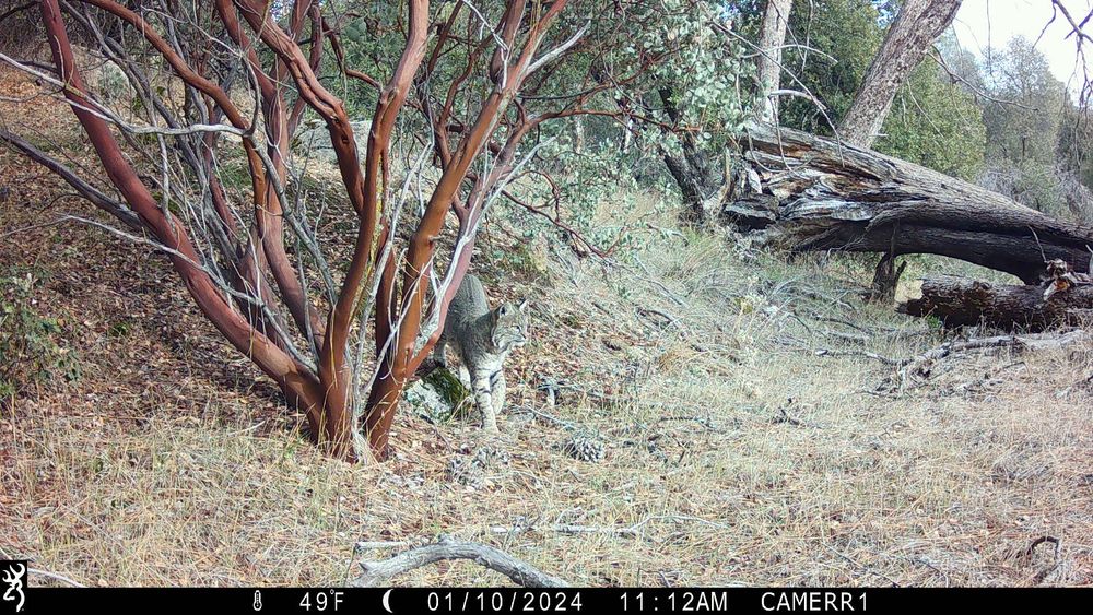 A bobcat under a manzanita bush posing and looking to the right of the camera.