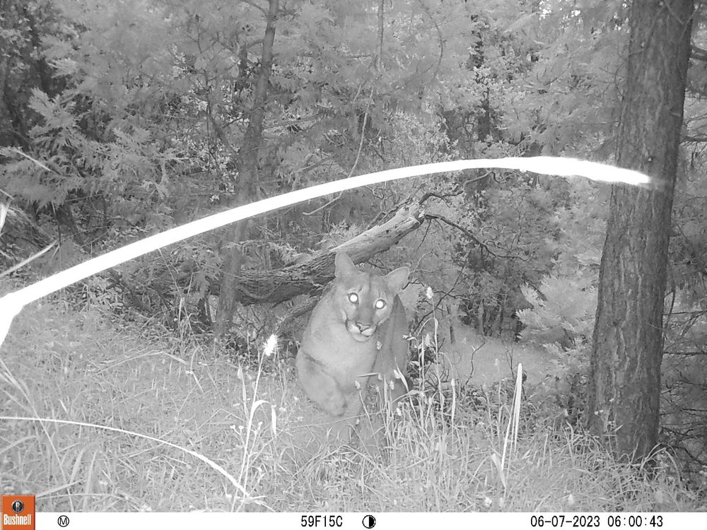 A grayscale picture of a mountain lion with surrounding  vegetation. It's starting right at the camera and it's eyes are reflecting back. 