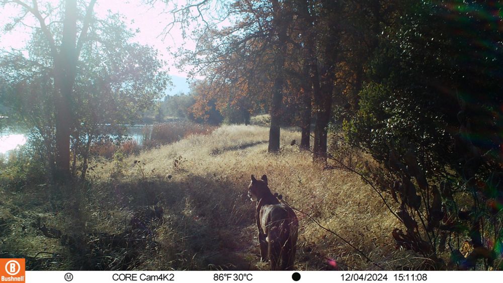 A mountain lion is staring at a pond in the backgroundamong vegetation