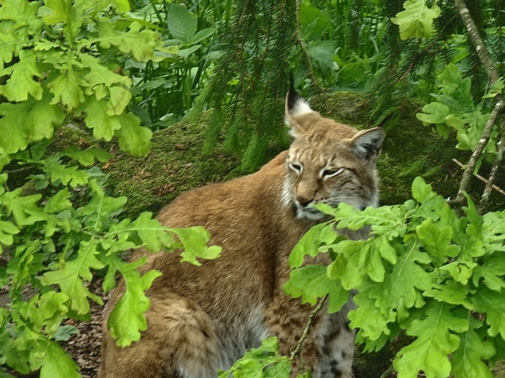 A lynx grumbly awakes among the trees