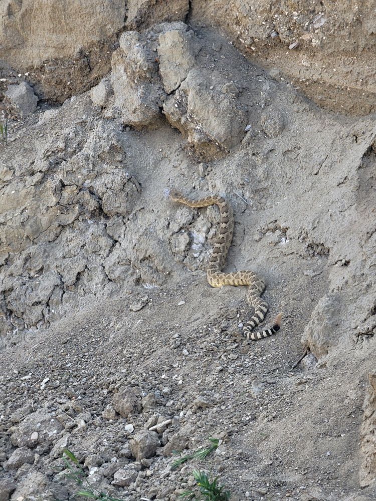 Same rattlesnake slithering away