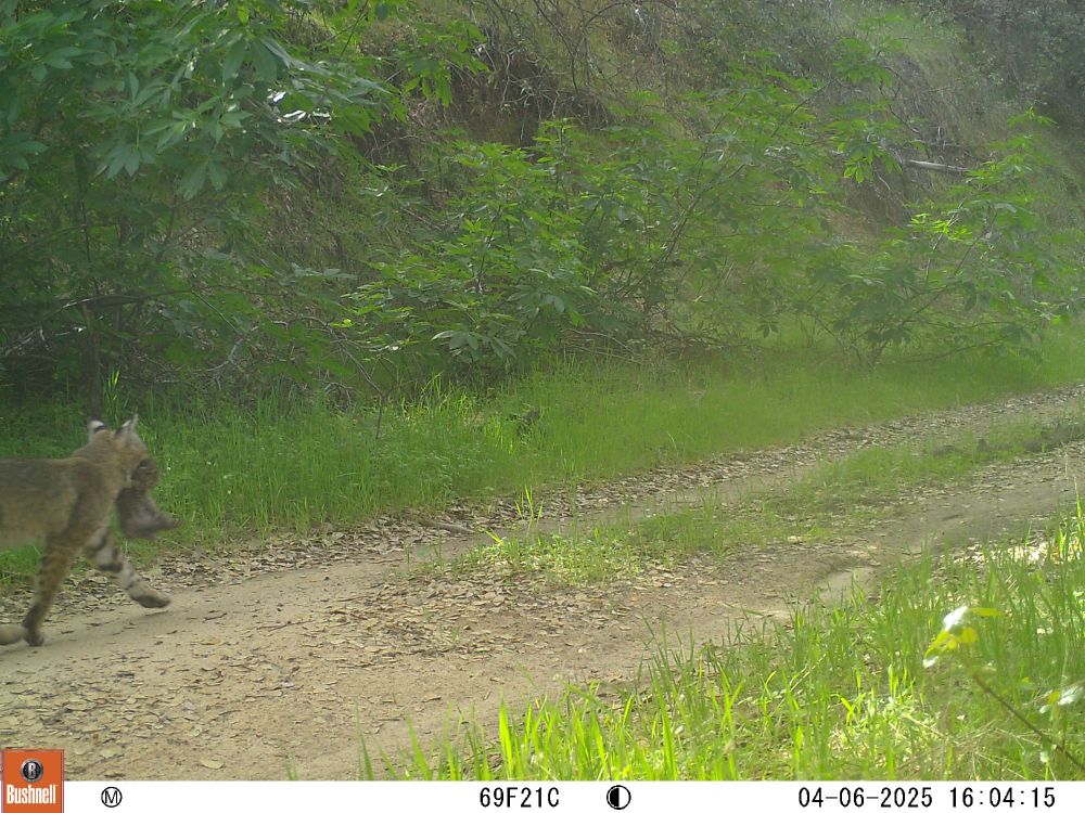 A bobcat mom on a mountain trail among green vegetation carrying a bobcat kitten