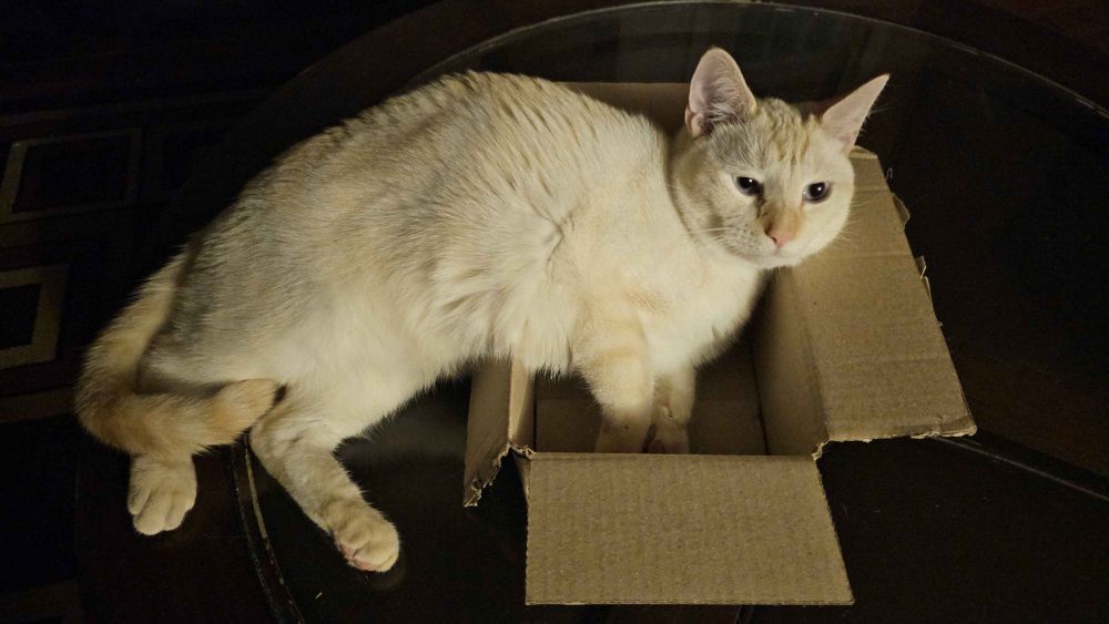 a white cat by the name of Mai Bae Bee with yellow stripes on his face, legs, and tail, he is laying half in a small box, sort of, his front legs and head at inside of the box, his back legs and tail outside it, his chest and back bending over the side of the box he crosses. he is seemingly looking into the middle distance, determined to make this work.