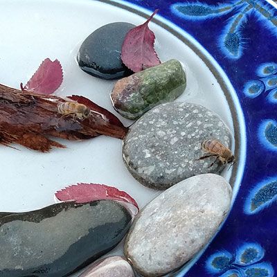 two honeybees drinking water. The water is in a large platter with a blue floral edge just visible on the right side of the photo. There are pebbles and a piece of branch in the water, to give the bees something to stand on while they drink. There are also a few small fallen leaves that are burgundy color, 

The hydration station lives on the cut-off surface of the stump leftover from a tree cut down in the front yard, at about three feet off the ground 