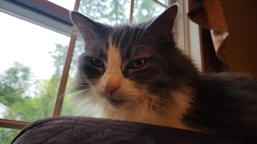 Photo of my gray and white cat, Lady, mean-mugging me
